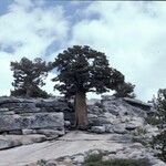 Juniperus occidentalis Habit