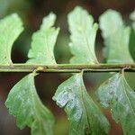 Asplenium erectum Φύλλο