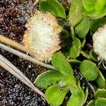 Baccharis alpina Flower