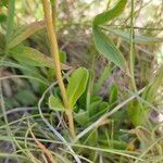 Veronica bellidioides Likasa