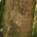 Protium cuneatum Kabuk