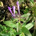 Nepeta sibirica Flower