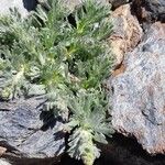 Artemisia genipi Leaf