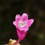 Strobilanthes hamiltonianus Other