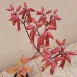 Kalanchoe gastonis-bonnieri Cvet