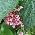 Valeriana lecoqii Blüte