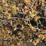 Hamamelis intermedia অভ্যাস