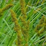Carex vulpinoidea Fruto