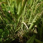 Paspalum urvillei Leaf