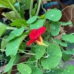 Tropaeolum minus Leaf