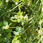 Medicago lupulina花