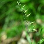 Festuca alpina Habit