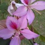 Bauhinia variegata 花