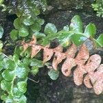 Asplenium ceterach Feuille