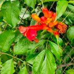 Campsis radicansLeht