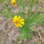 Helenium amarum Kvet