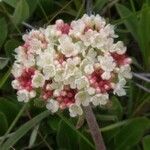 Eriogonum pyrolifolium Blomst