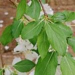 Malus spectabilis Leaf