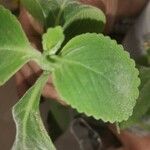 Coleus barbatus Leht