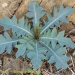 Lactuca acanthifolia Other