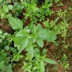 Ageratum conyzoides Облик