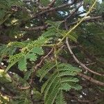 Albizia harveyi Leaf