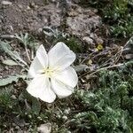 Oenothera albicaulis Çiçek