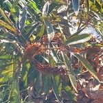 Cunonia capensis Hoja