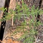 Peucedanum palustre Blad