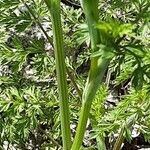 Orlaya grandiflora Corteza