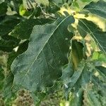 Quercus bicolor পাতা