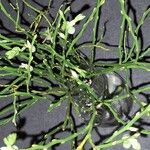 Vaccinium myrtillusΛουλούδι