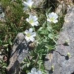 Cerastium alpinum Habit