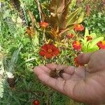 Tagetes tenuifolia Цвят