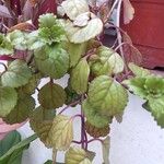 Plectranthus verticillatus Blatt