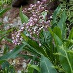 Limonium dendroides Mosusu