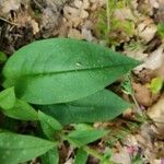 Pulmonaria officinalisЛисток