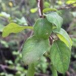 Flueggea virosa Leaf