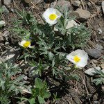 Ranunculus seguieri Habit