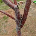 Prunus armeniaca 樹皮