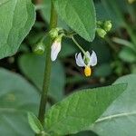 Solanum nigrum Květ
