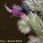 Echium humile Flower