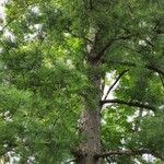 Pinus koraiensis 形態