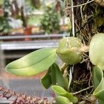 Bulbophyllum barbigerum 葉