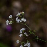 Galium glaucum Fleur