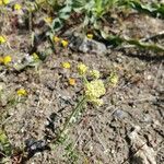 Lomatium dasycarpum Fiore