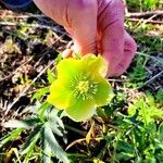 Helleborus viridisЛист