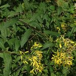 Senecio ovatusFeuille