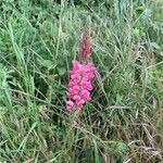 Onobrychis viciifoliaFlower