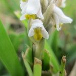 Zeuxine strateumatica Flower